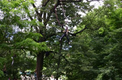 quelqu'un qui grimpe dans un arbre